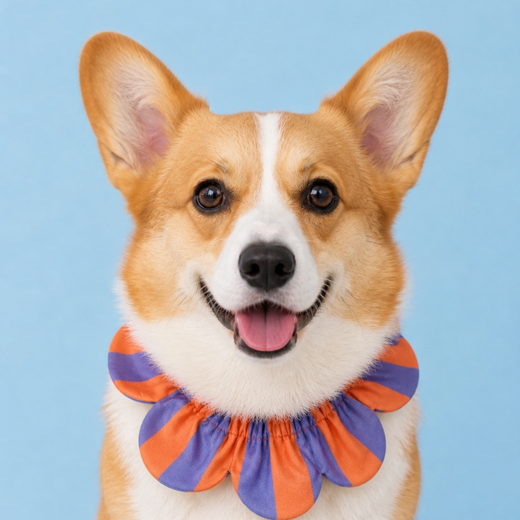 PawBow Flower Dog Collar (lilac orange stripe)