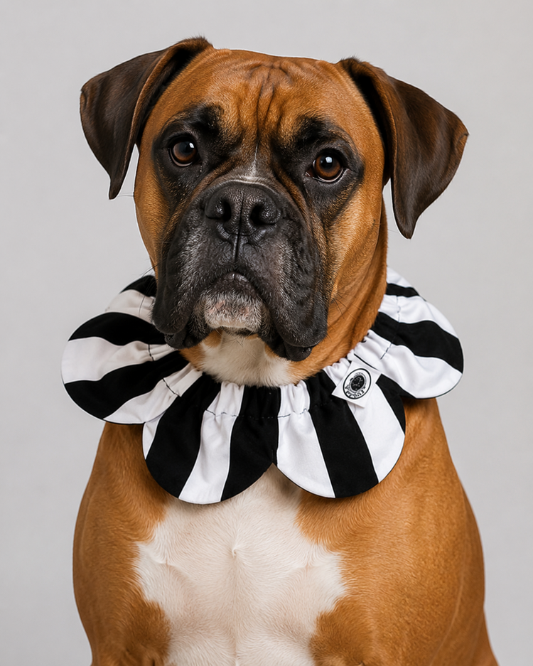 PawBow Flower Dog Collar (black and white stripe)