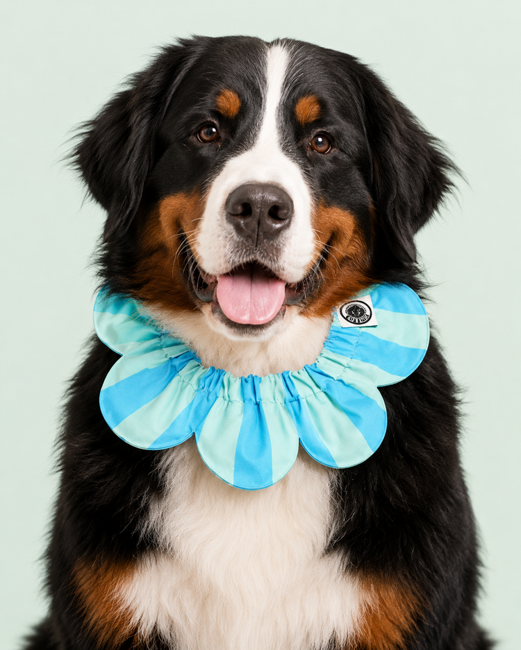 PawBow Flower Dog Collar (blue aqua stripe)