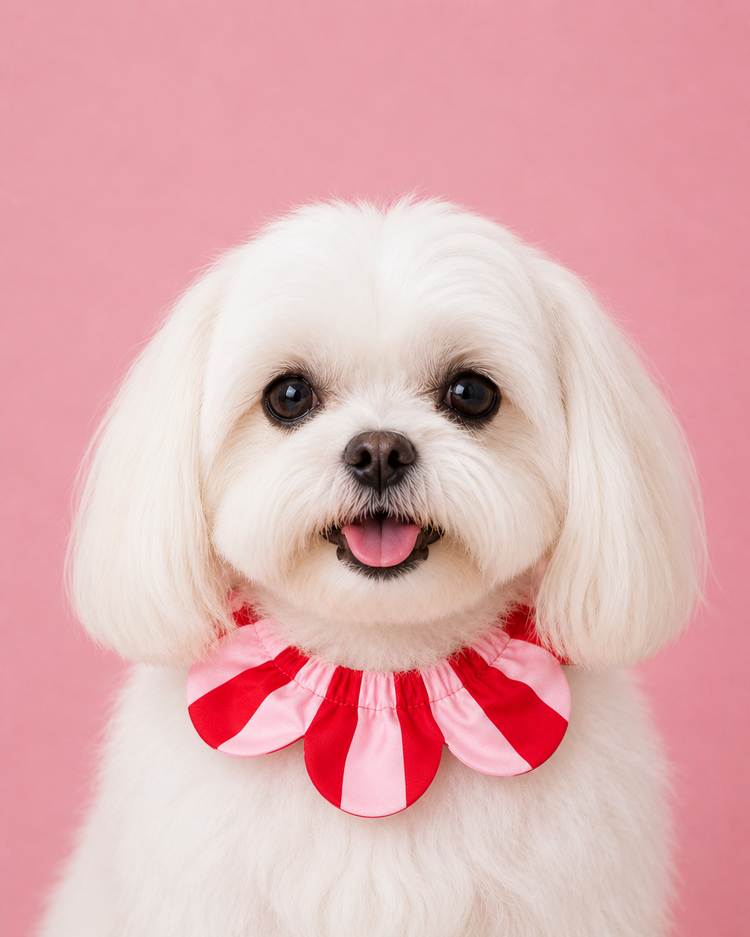 PawBow Flower Dog Collar (red pink stripe)