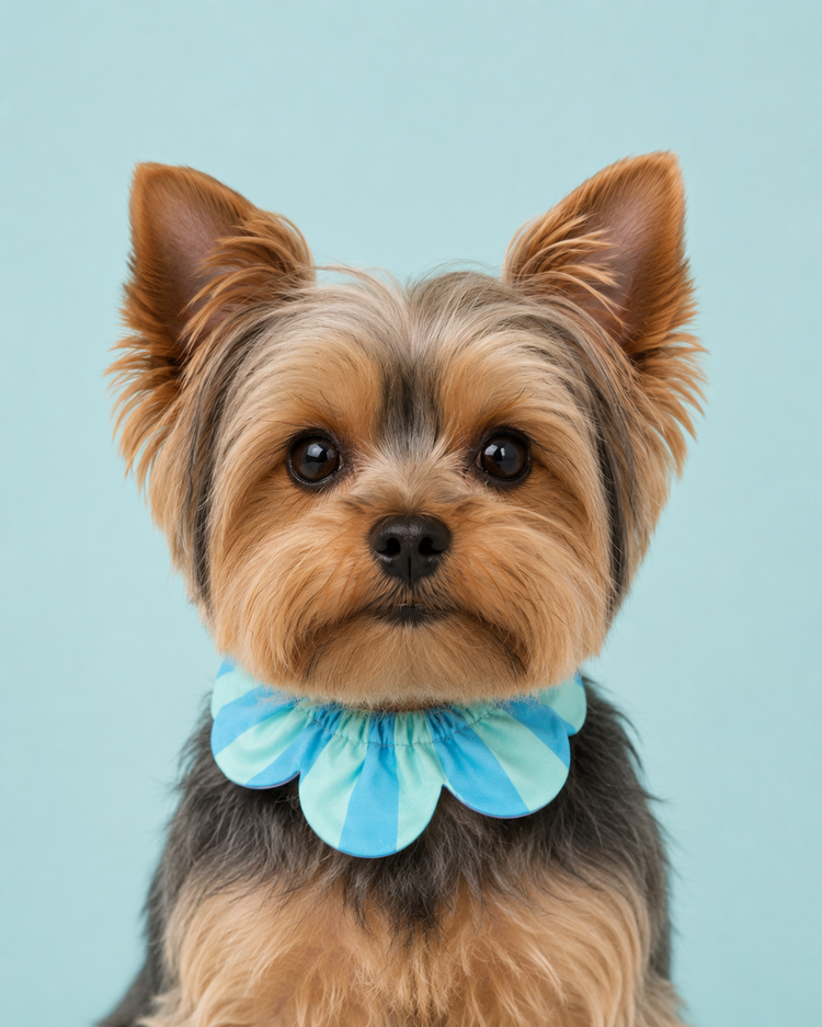 PawBow Flower Dog Collar (blue aqua stripe)