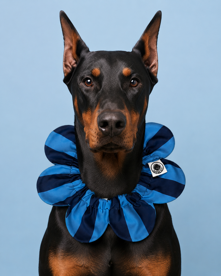 PawBow Flower Dog Collar (navy blue stripe)