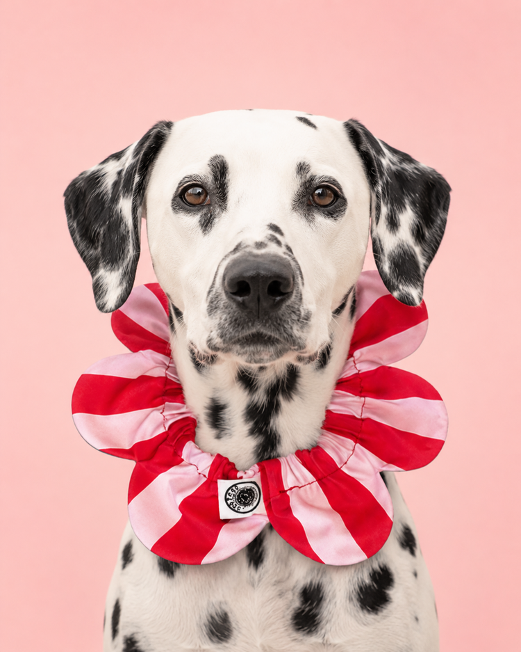 PawBow Flower Dog Collar (red pink stripe)