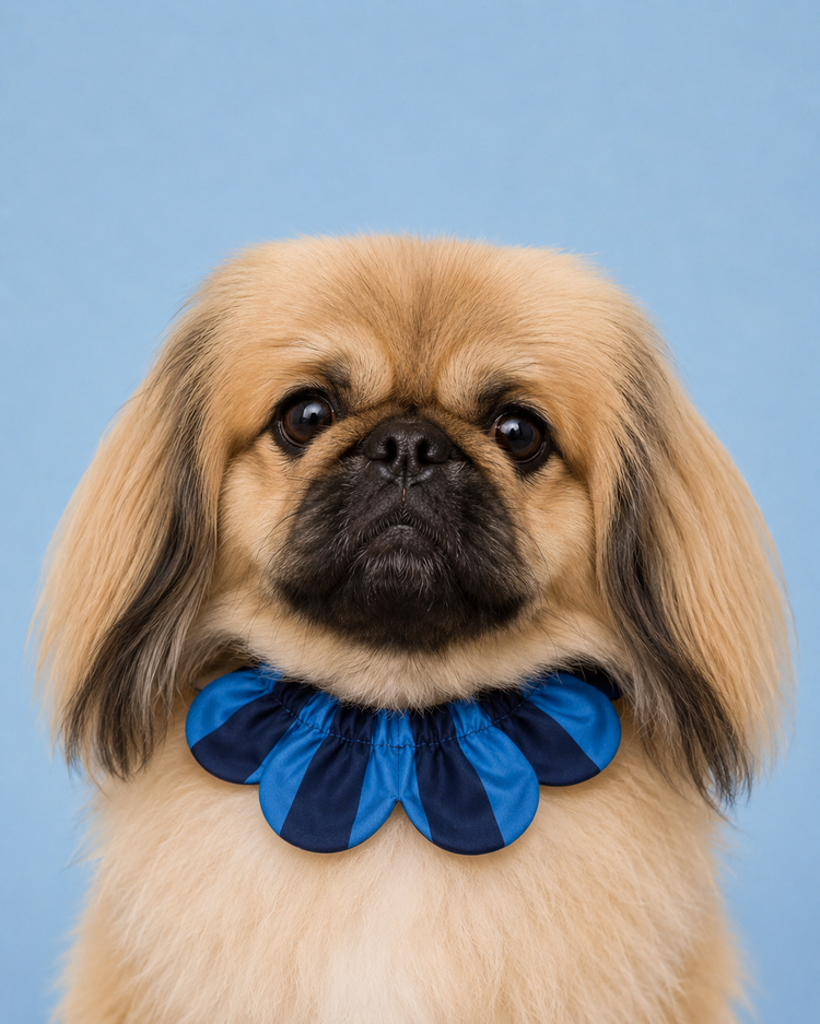 PawBow Flower Dog Collar (navy blue stripe)