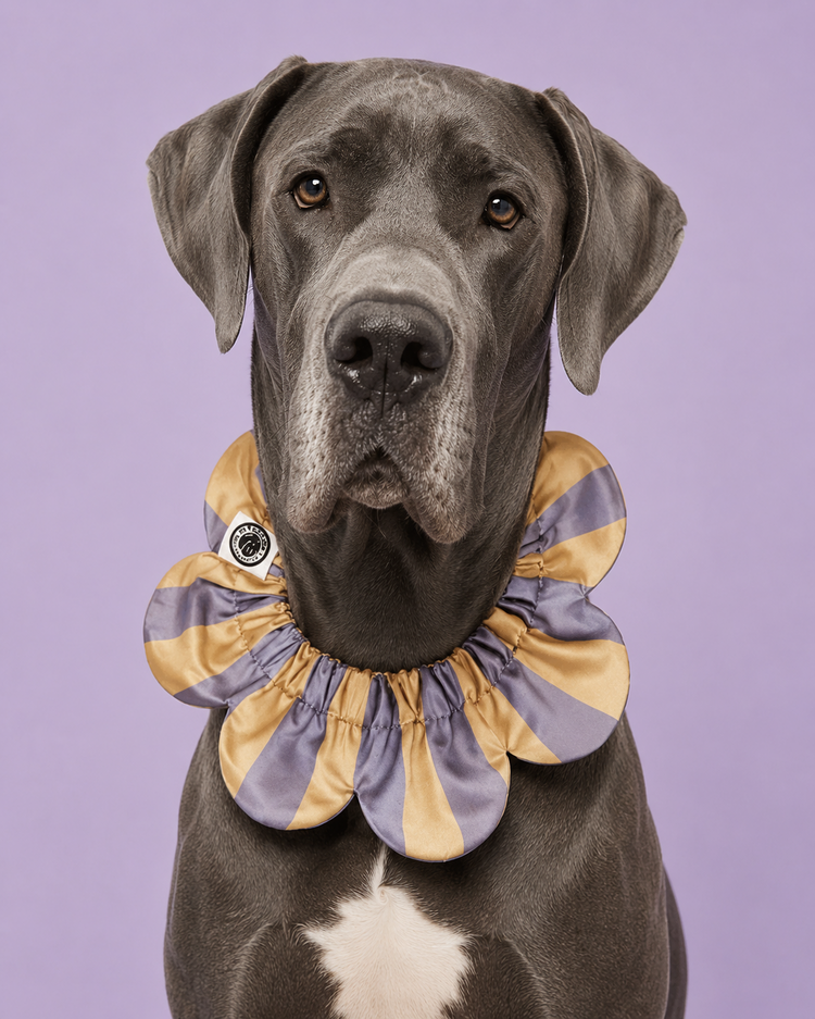 PawBow Flower Dog Collar (yellow grey stripe)