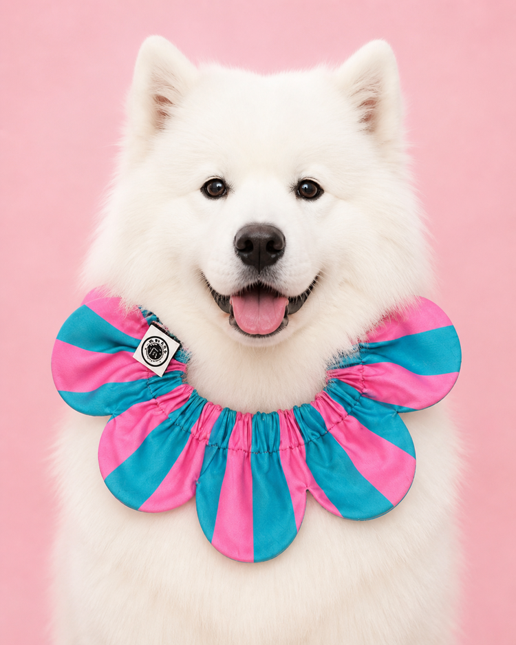 PawBow Flower Dog Collar (aqua pink stripe)