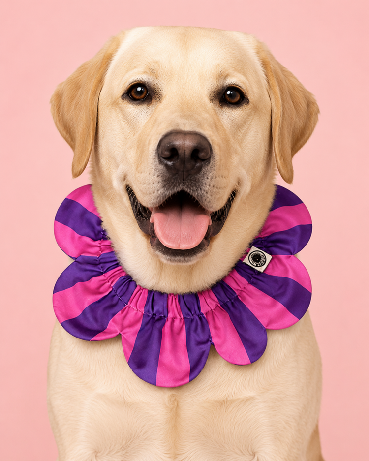 PawBow Flower Dog Collar (pink purple stripe)