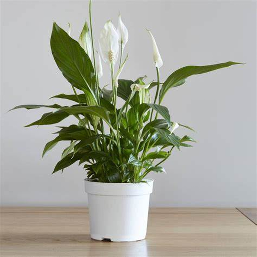 Barış Çiçeği (Spathiphyllum) – 10 Tohum