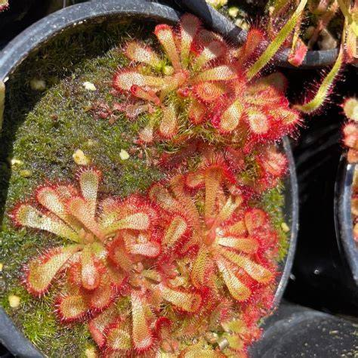 Alice Güneşgülü – Drosera aliciae – 10 Tohum