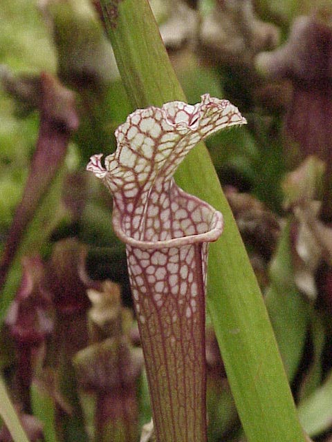 Beyaz Tepeli Sürahi Bitkisi – Sarracenia leucophylla – 10 Tohum