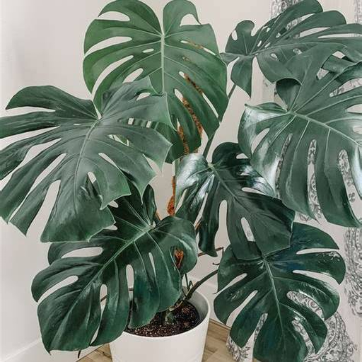 10 adet Monstera deliciosa (Deve Tabanı) tohumu