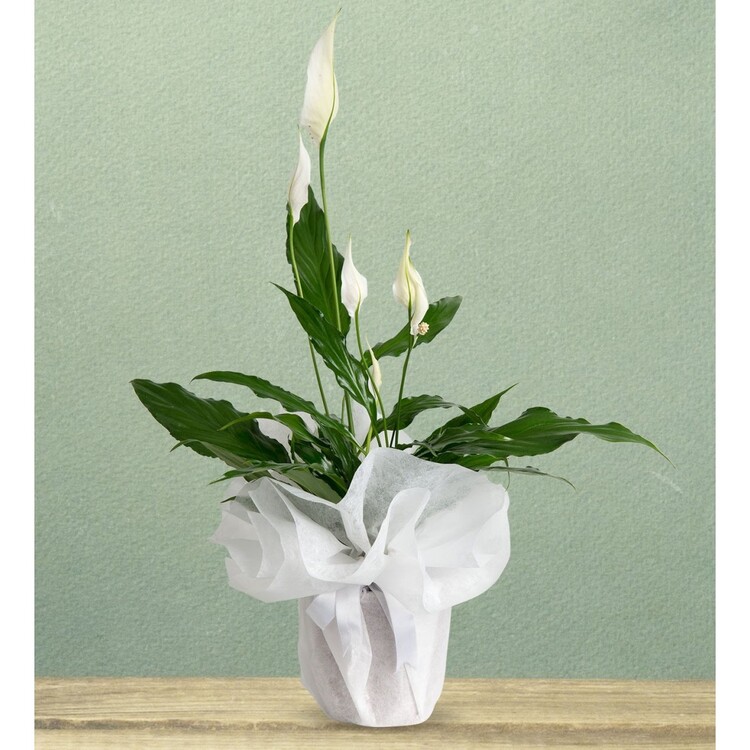 Barış Çiçeği (Spatiphyllum)
