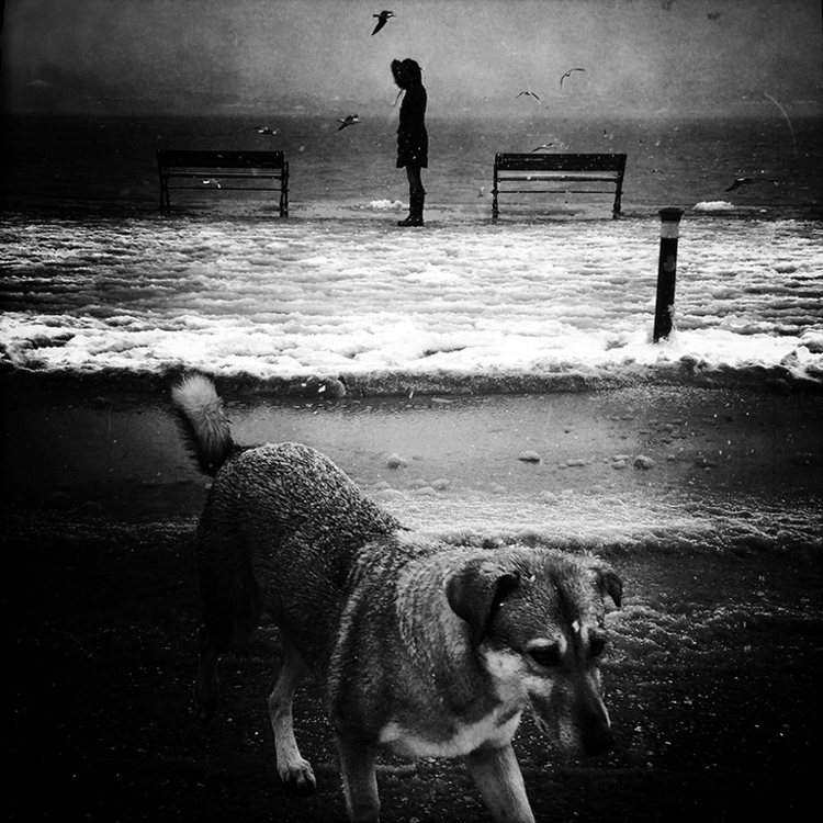 Stray Dog - Limited Edition 
