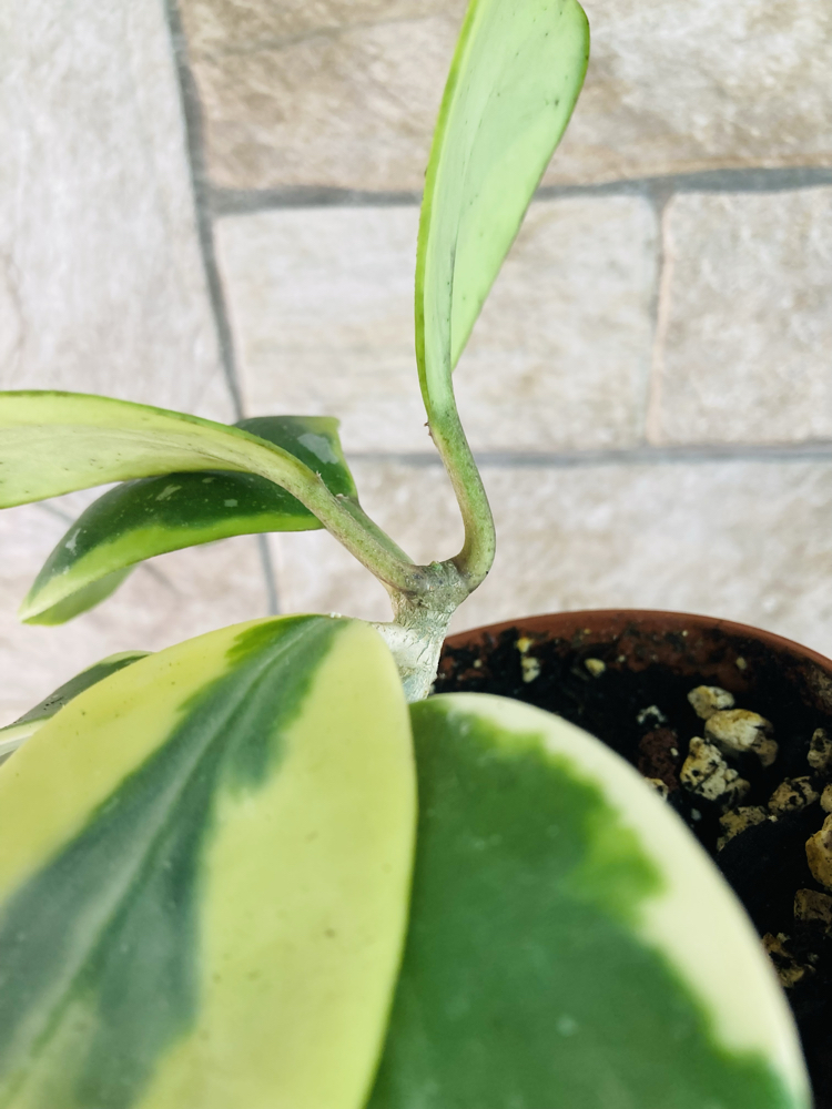 Hoya kerrii variegate