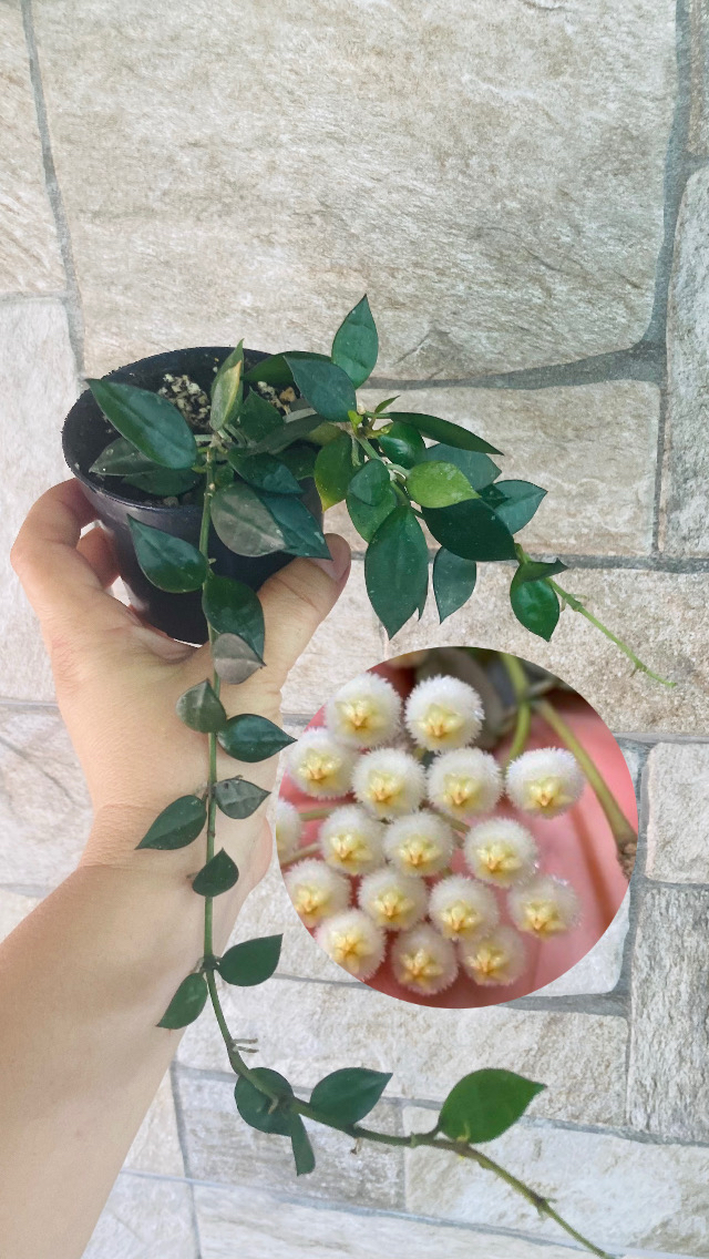 Hoya lacunosa