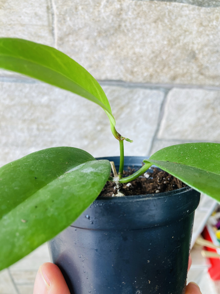 Hoya vitiensis