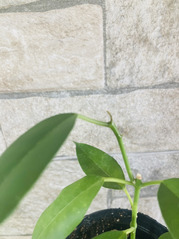 Hoya gildingii