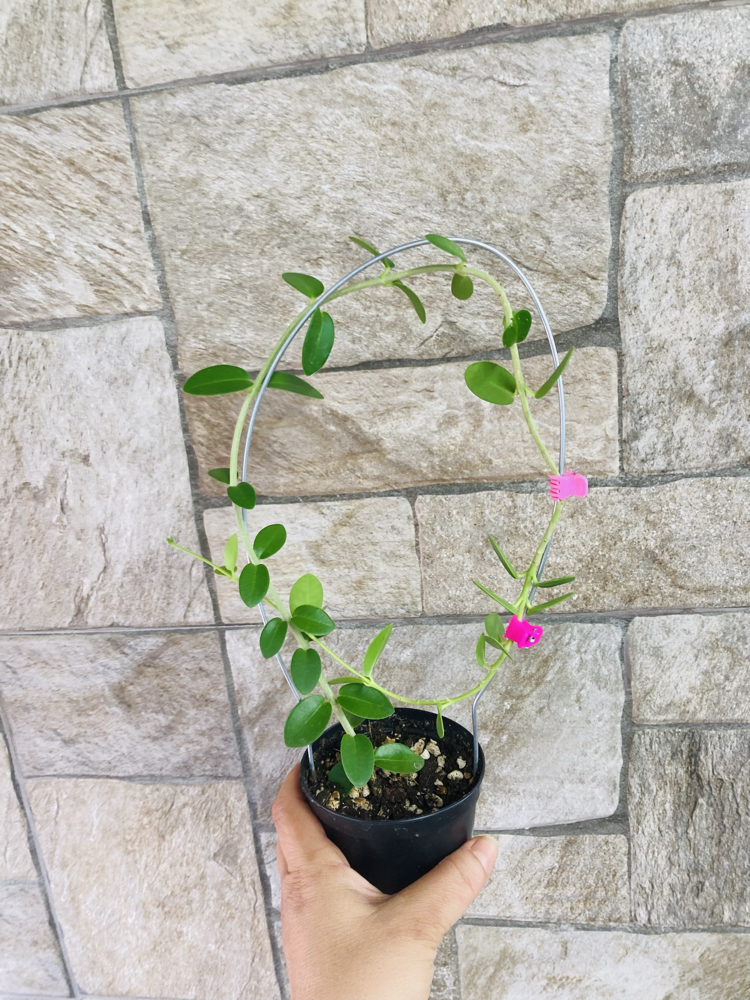 Hoya cummingiana (büyük boy)