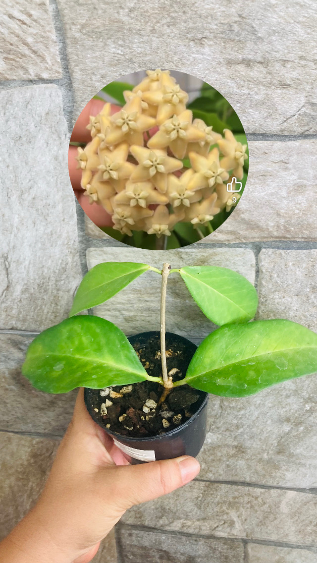Hoya ut 030