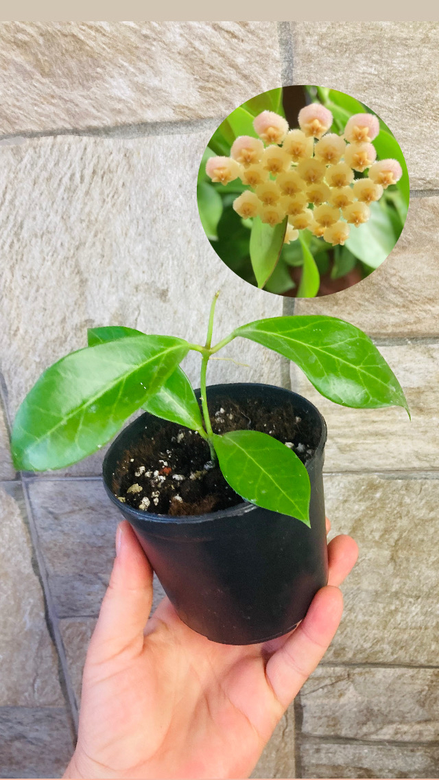 Hoya obscura
