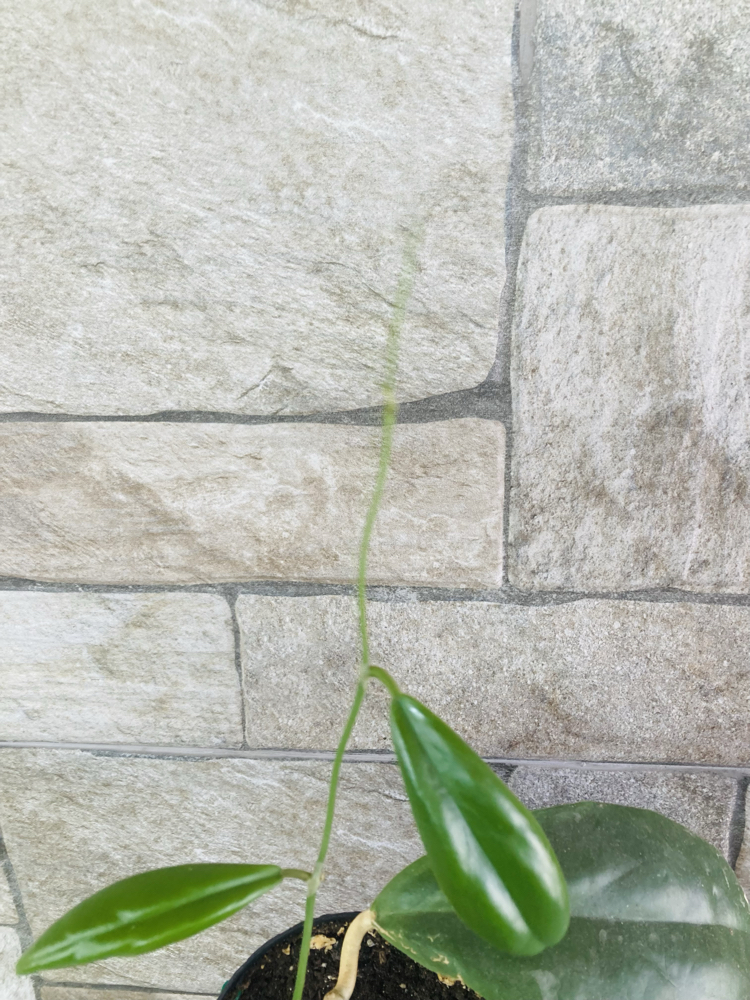 Hoya incarssata