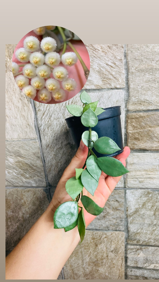 Hoya süper eskimo 