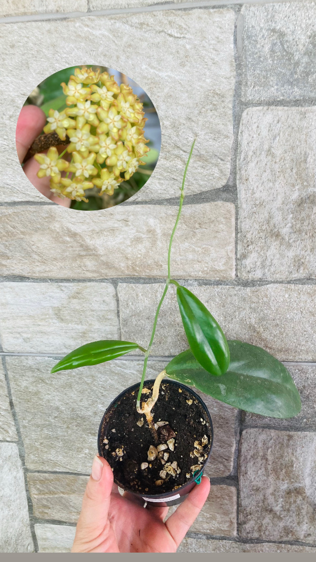Hoya incarssata