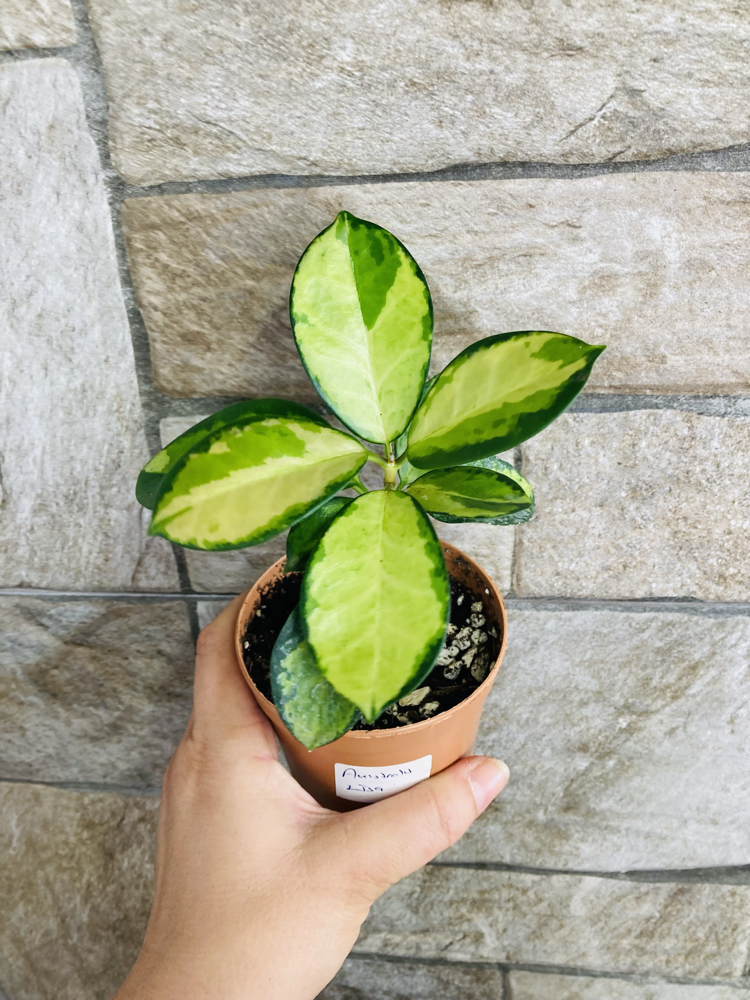 Hoya australis lisa 
