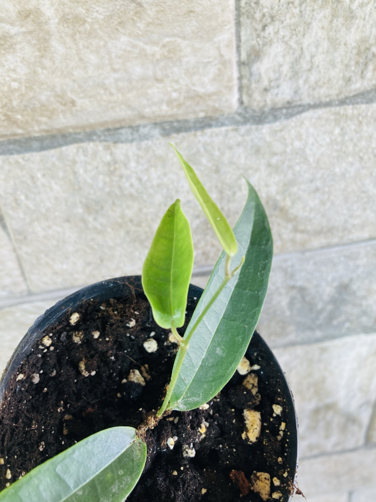 Hoya surisana orange 