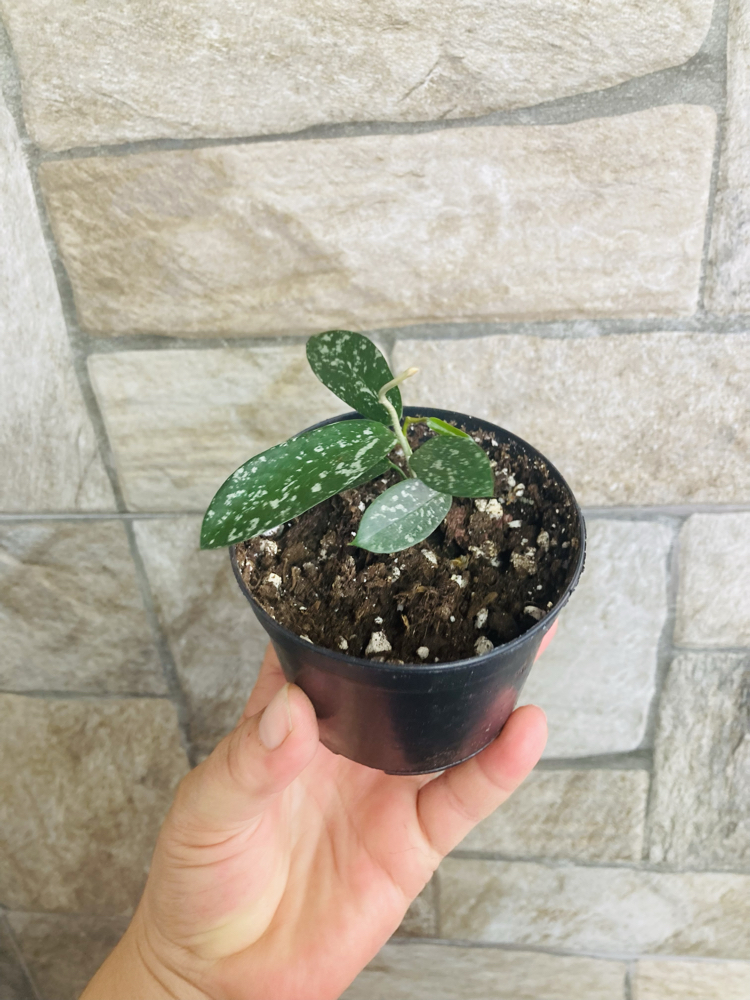 Hoya hon thom