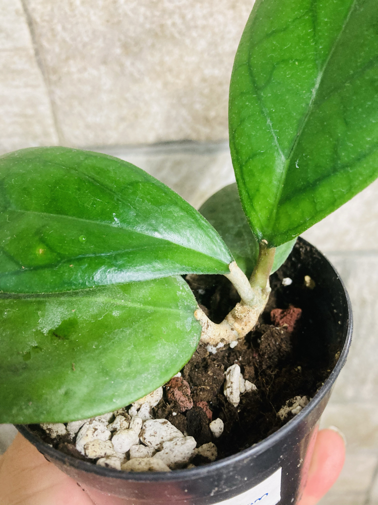 Hoya puom siam ruby