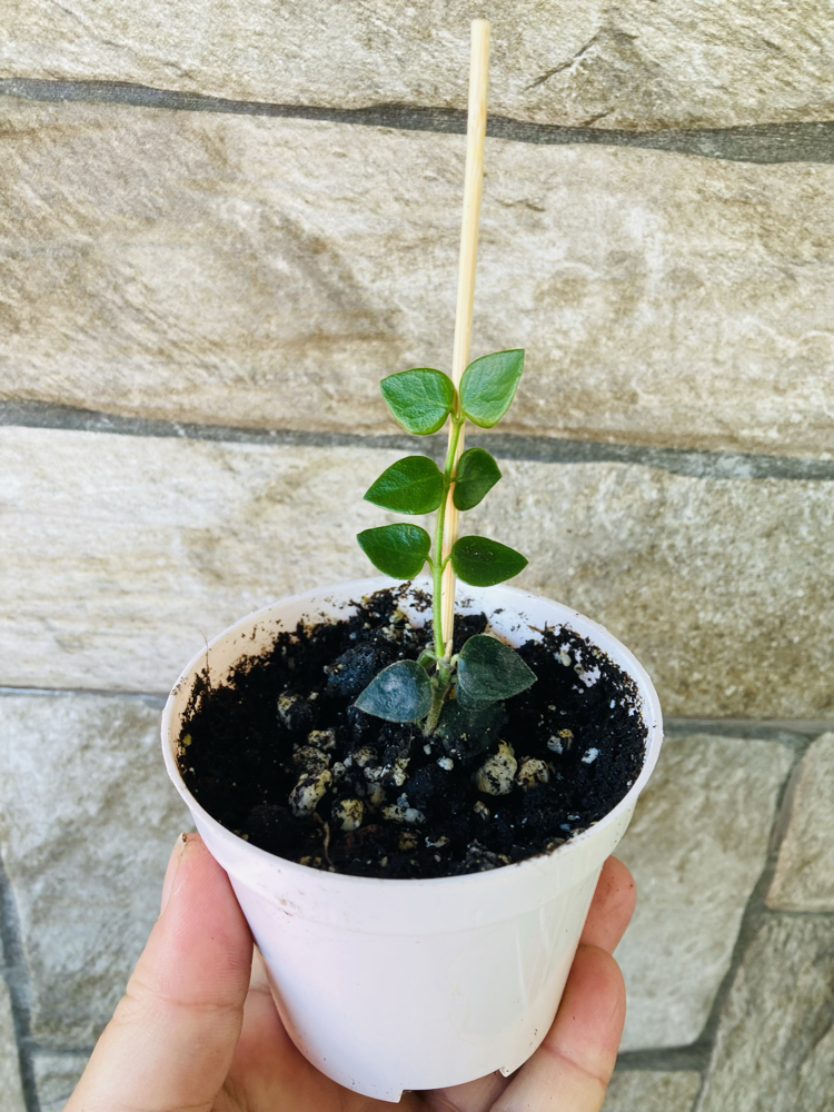 Hoya chinghungensis