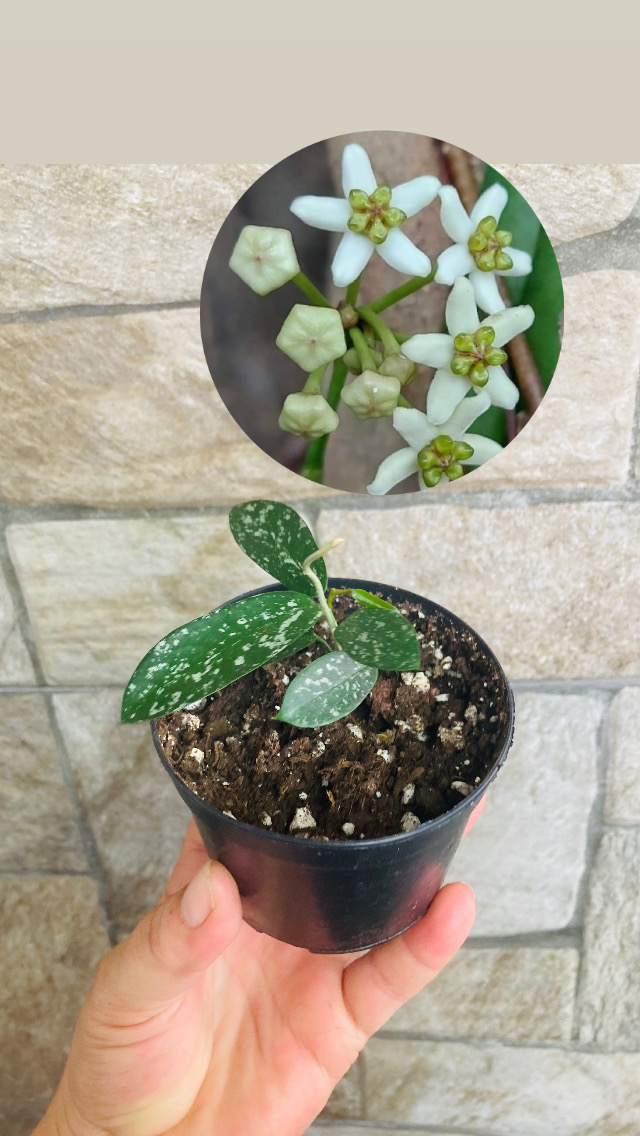 Hoya hon thom