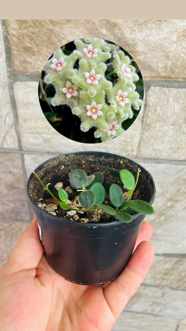 Hoya serpens 
