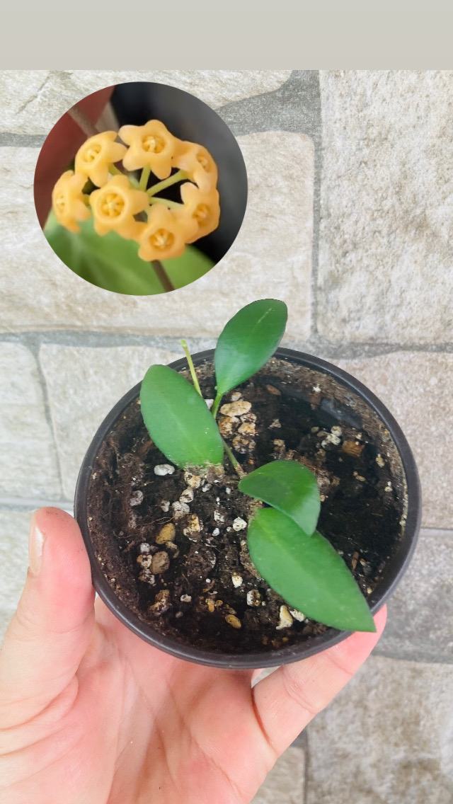 Hoya yellow sapphire 