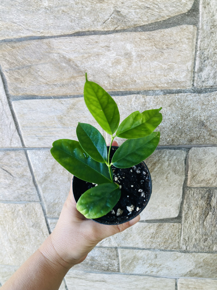 Hoya campanulata 