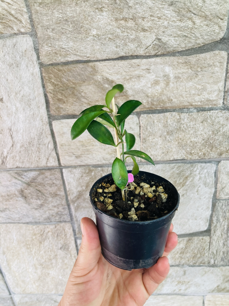 Hoya mini kentina