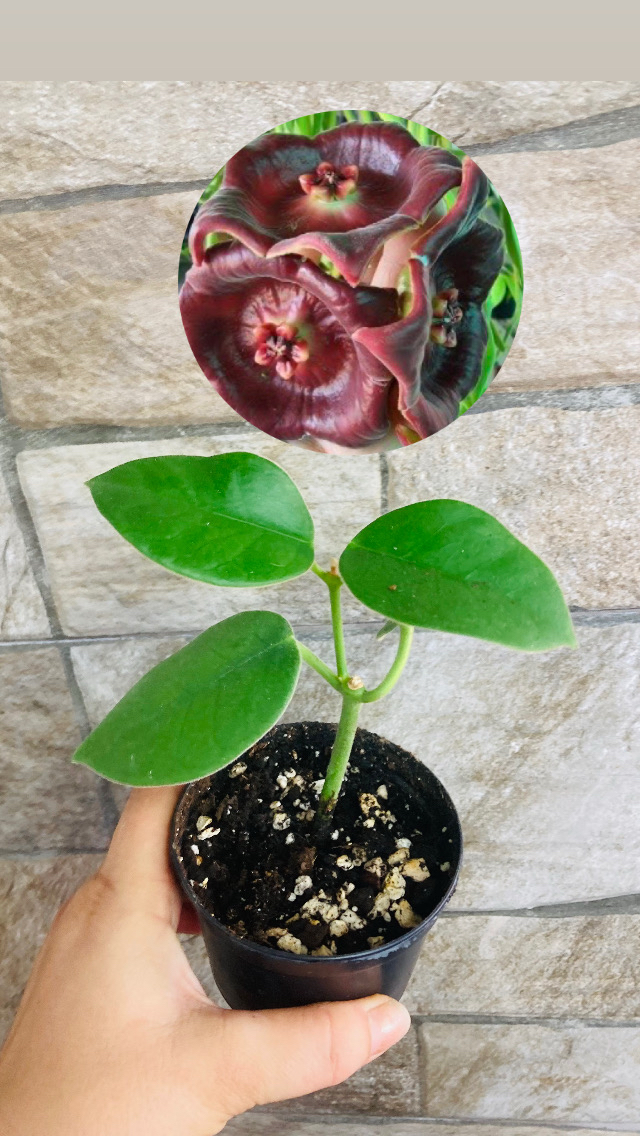 Hoya gigas