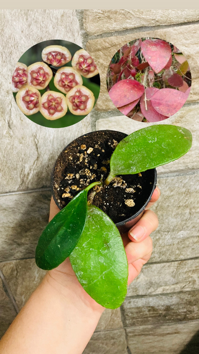Hoya benchaii