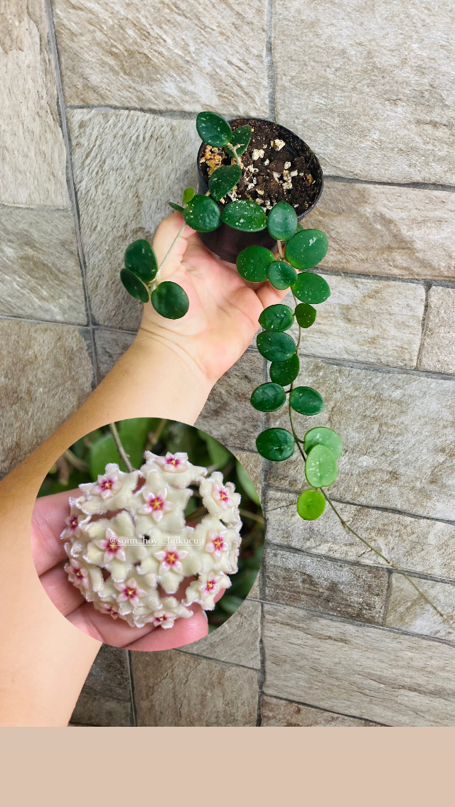 Hoya mathilde