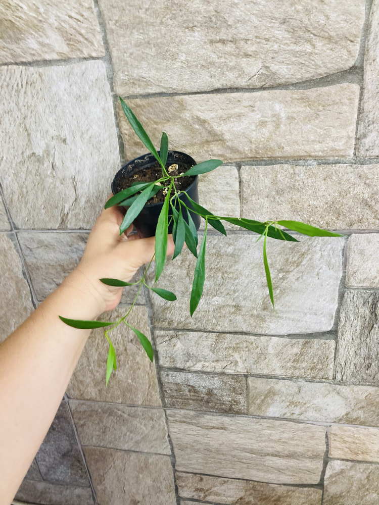 Hoya odettea x tsangii
