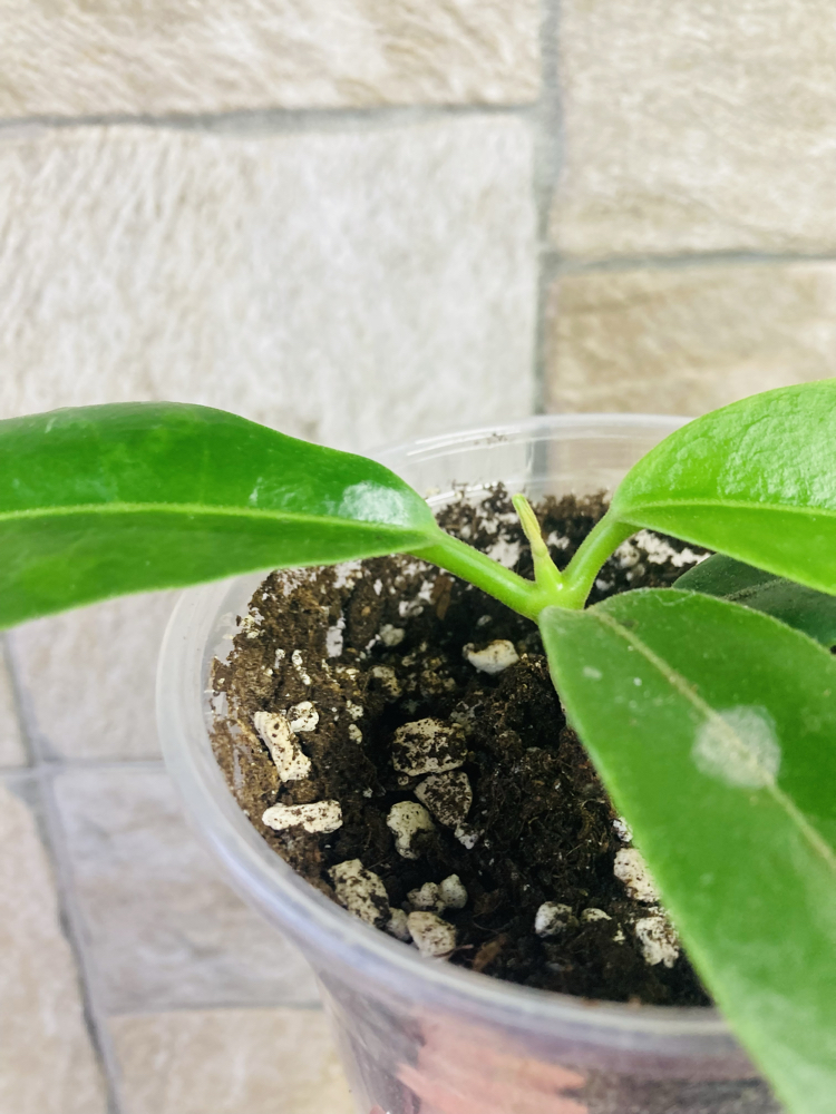 Hoya imperialis var rauschii