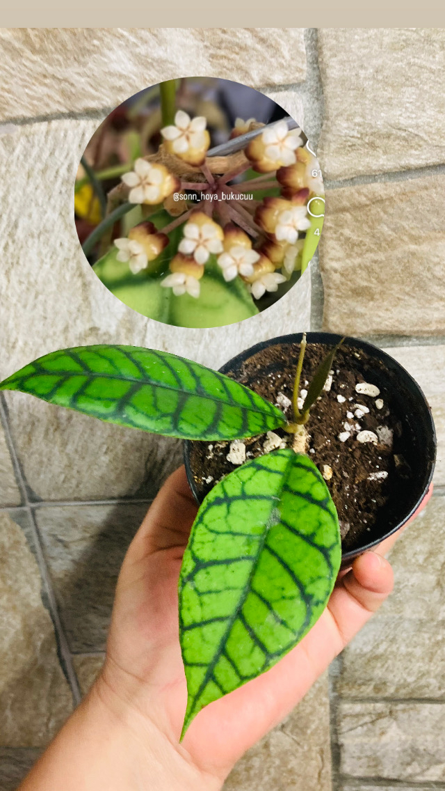 Hoya callistophylla cal 16