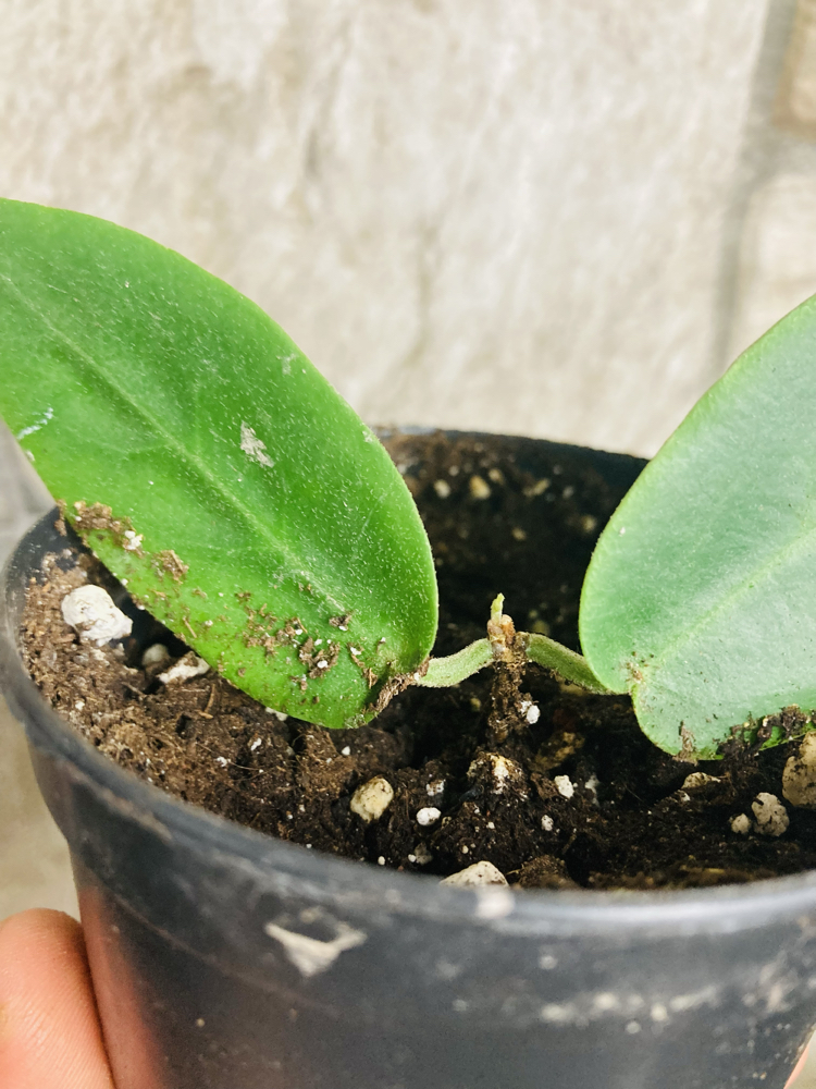Hoya inflata