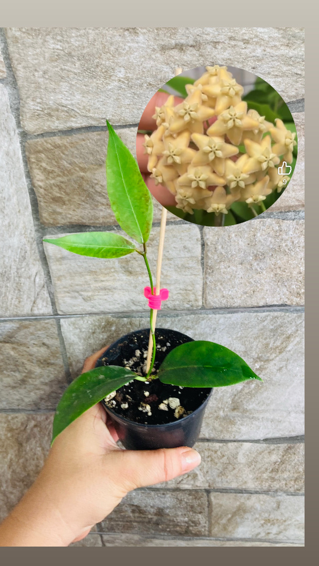 Hoya ut 030