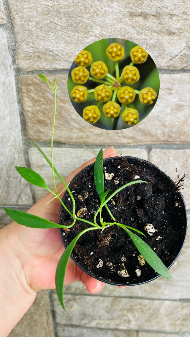 Hoya odetteae x tsangii 
