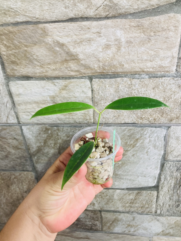 Hoya grenii