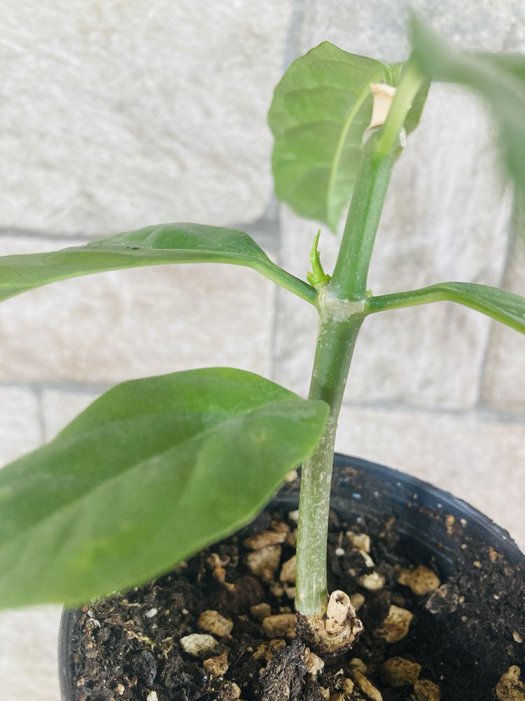 Hoya decipualae 