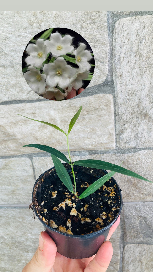 Hoya paradisiae