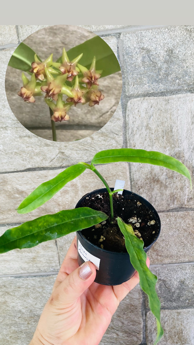 Hoya Amriata 